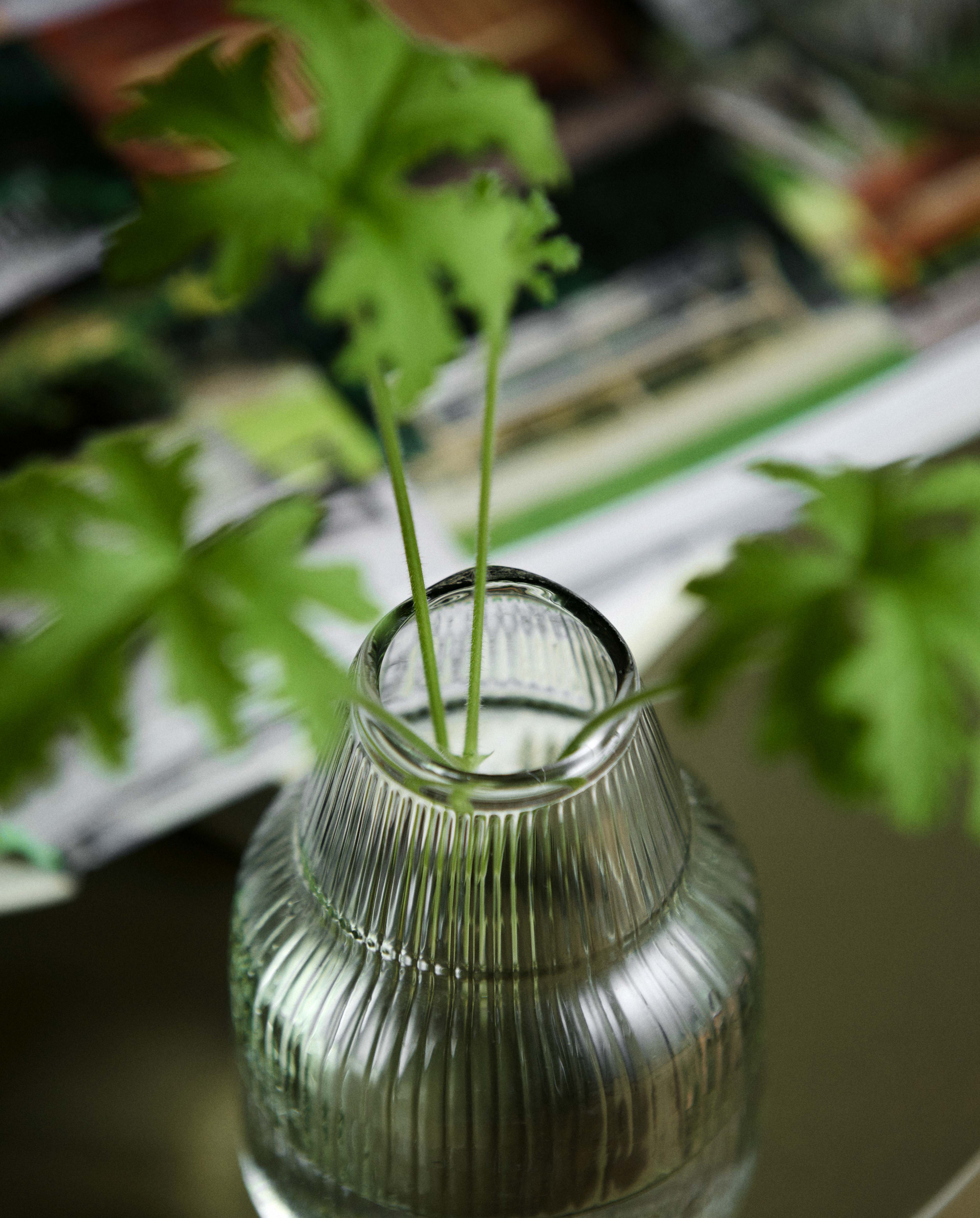 JURA vase - klar